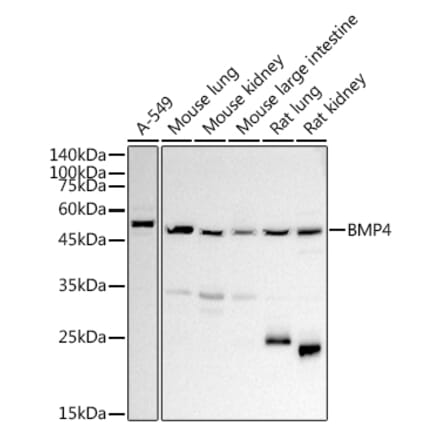 Western Blot - Anti-BMP4 Antibody (A13509) - Antibodies.com
