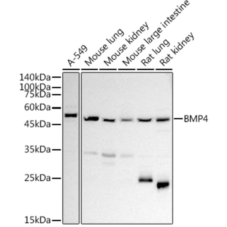 Western Blot - Anti-BMP4 Antibody (A13509) - Antibodies.com