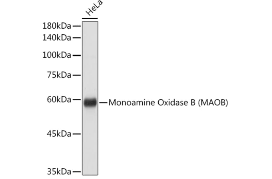 Western Blot - Anti-Monoamine Oxidase B/MAOB Antibody (A13511) - Antibodies.com