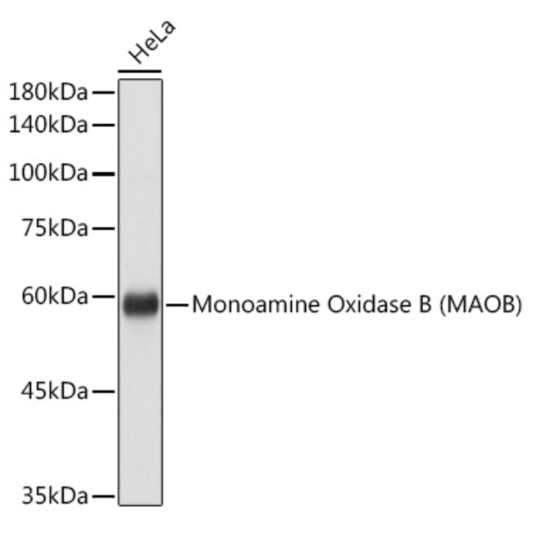 Western Blot - Anti-Monoamine Oxidase B/MAOB Antibody (A13511) - Antibodies.com