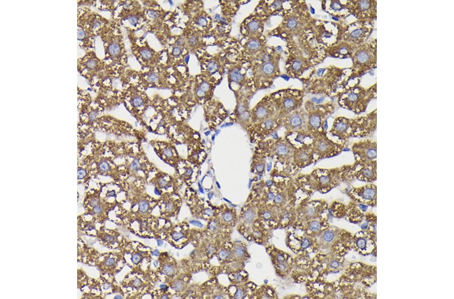Immunohistochemistry - Anti-Monoamine Oxidase B/MAOB Antibody (A13511) - Antibodies.com