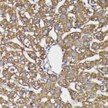 Immunohistochemistry - Anti-Monoamine Oxidase B/MAOB Antibody (A13511) - Antibodies.com