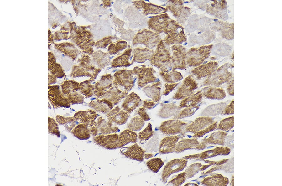 Immunohistochemistry - Anti-Monoamine Oxidase B/MAOB Antibody (A13511) - Antibodies.com