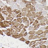 Immunohistochemistry - Anti-Monoamine Oxidase B/MAOB Antibody (A13511) - Antibodies.com