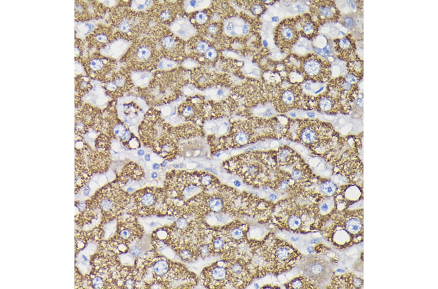 Immunohistochemistry - Anti-Monoamine Oxidase B/MAOB Antibody (A13511) - Antibodies.com
