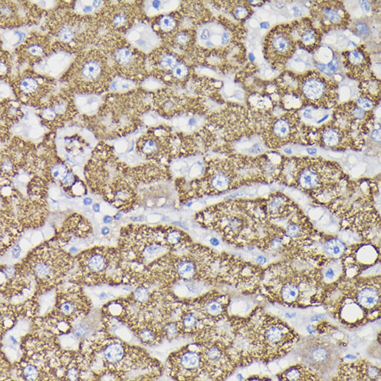 Immunohistochemistry - Anti-Monoamine Oxidase B/MAOB Antibody (A13511) - Antibodies.com