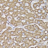 Immunohistochemistry - Anti-Monoamine Oxidase B/MAOB Antibody (A13511) - Antibodies.com