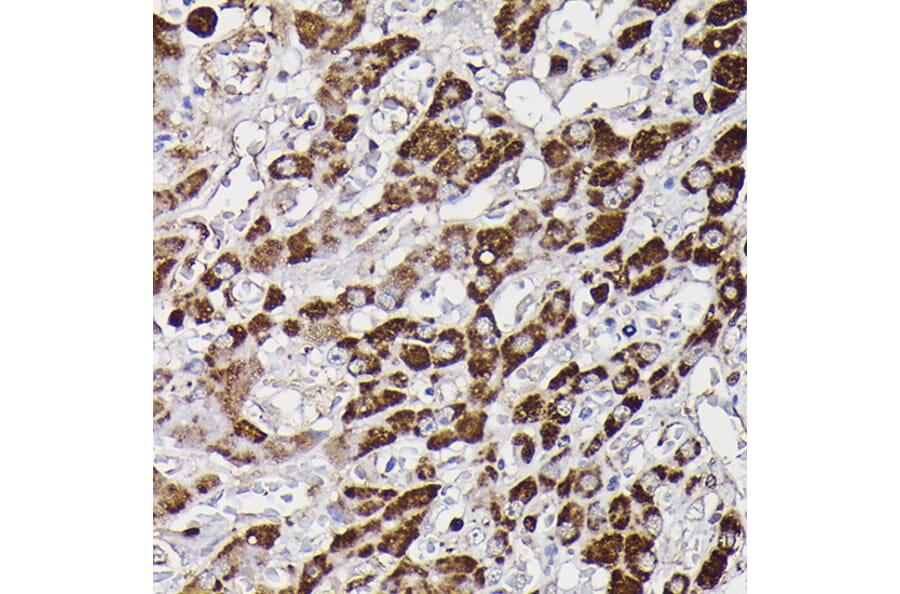 Immunohistochemistry - Anti-Monoamine Oxidase B/MAOB Antibody (A13511) - Antibodies.com
