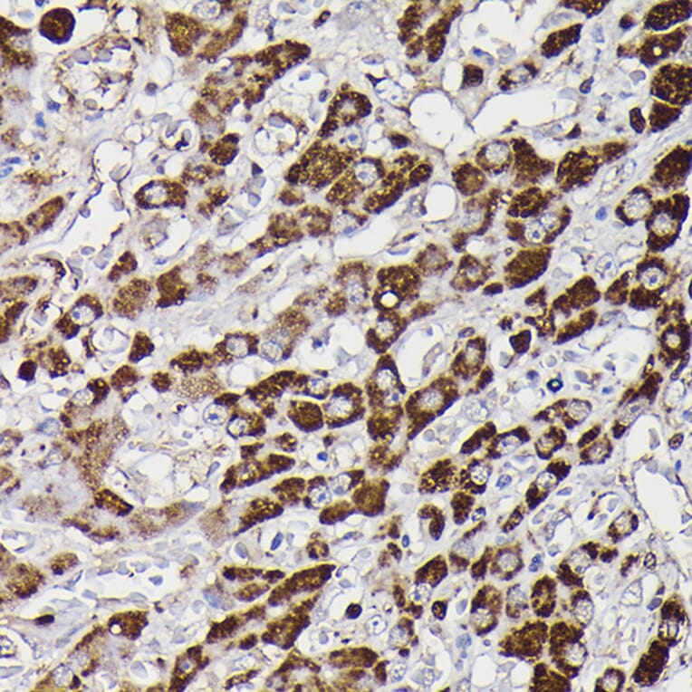 Immunohistochemistry - Anti-Monoamine Oxidase B/MAOB Antibody (A13511) - Antibodies.com