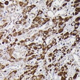 Immunohistochemistry - Anti-Monoamine Oxidase B/MAOB Antibody (A13511) - Antibodies.com
