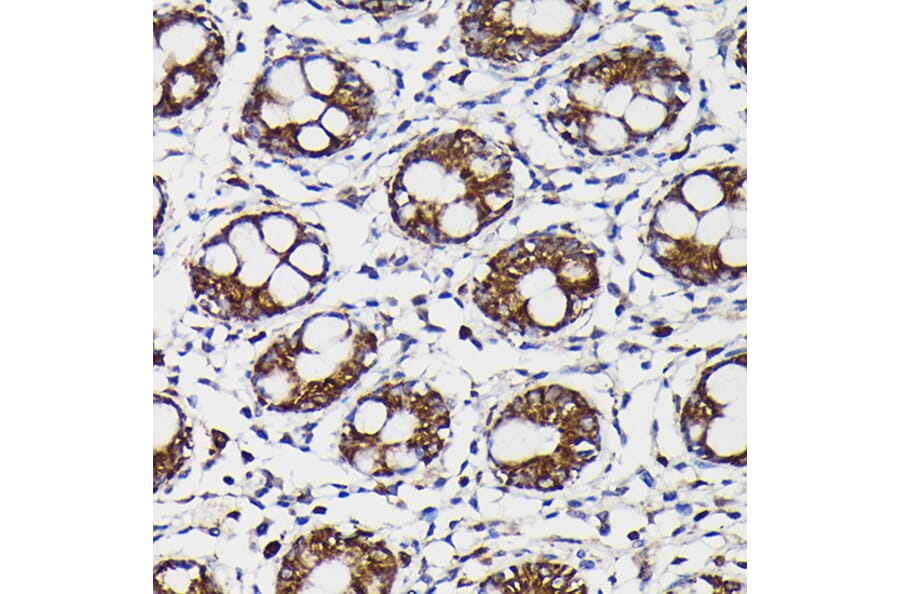 Immunohistochemistry - Anti-Monoamine Oxidase B/MAOB Antibody (A13511) - Antibodies.com