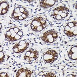 Immunohistochemistry - Anti-Monoamine Oxidase B/MAOB Antibody (A13511) - Antibodies.com