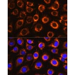 Immunofluorescence - Anti-Monoamine Oxidase B/MAOB Antibody (A13511) - Antibodies.com