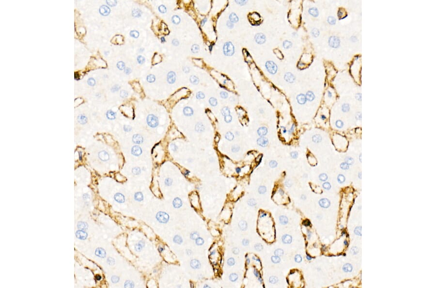 Immunohistochemistry - Anti-Annexin A2 Antibody (A13514) - Antibodies.com