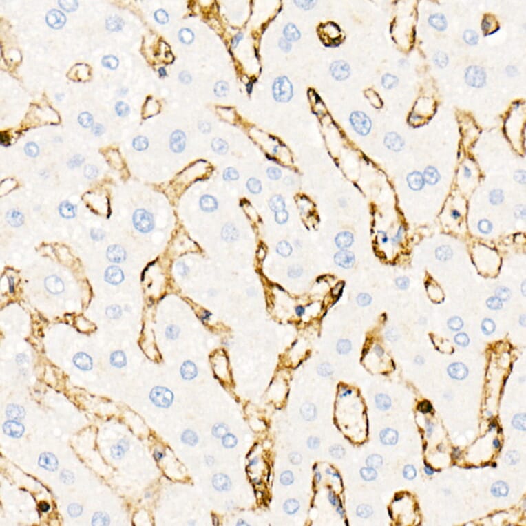 Immunohistochemistry - Anti-Annexin A2 Antibody (A13514) - Antibodies.com