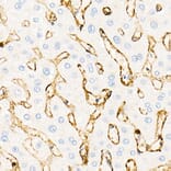 Immunohistochemistry - Anti-Annexin A2 Antibody (A13514) - Antibodies.com