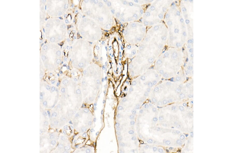 Immunohistochemistry - Anti-Annexin A2 Antibody (A13514) - Antibodies.com