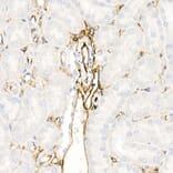 Immunohistochemistry - Anti-Annexin A2 Antibody (A13514) - Antibodies.com