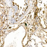 Immunohistochemistry - Anti-Annexin A2 Antibody (A13514) - Antibodies.com