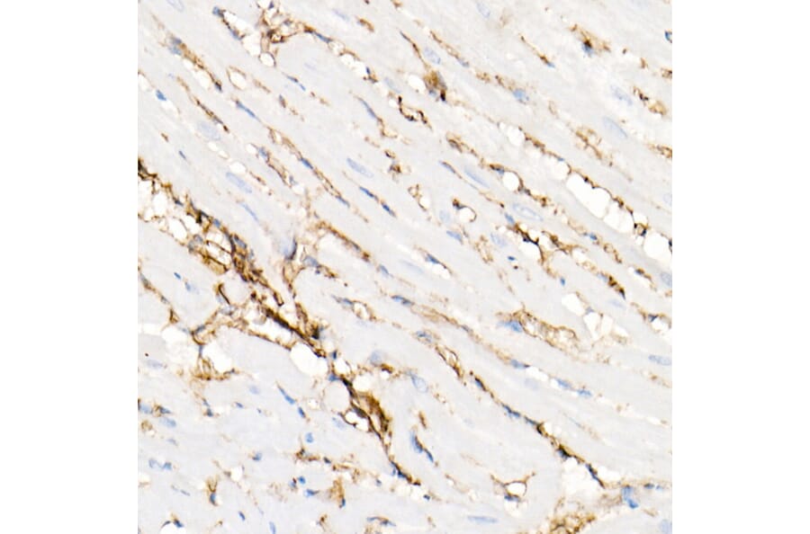 Immunohistochemistry - Anti-Annexin A2 Antibody (A13514) - Antibodies.com