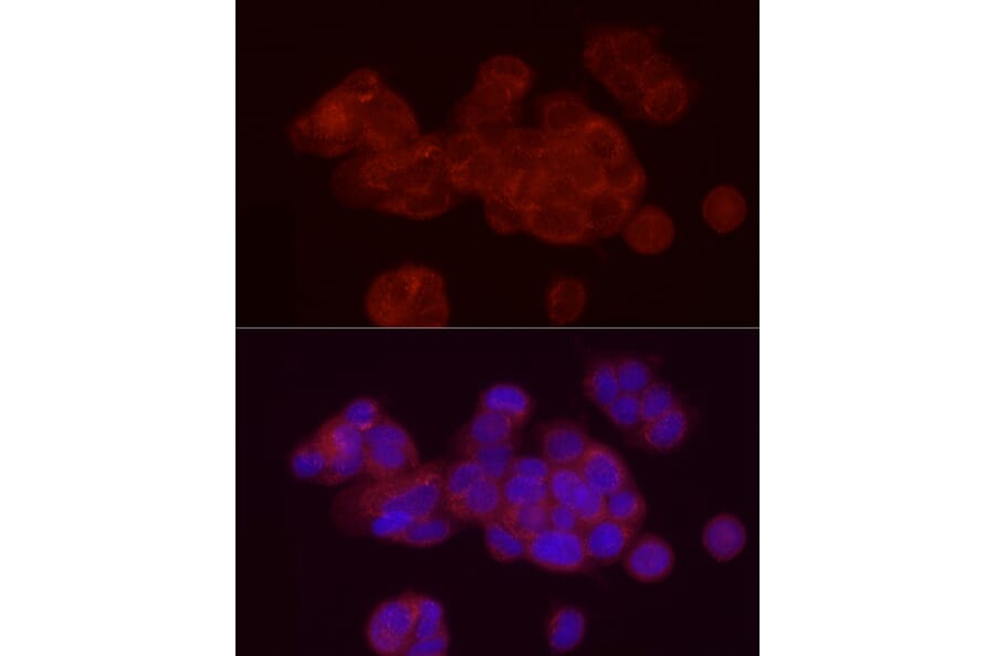 Immunofluorescence - Anti-Annexin A2 Antibody (A13514) - Antibodies.com