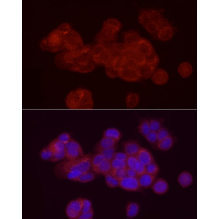 Immunofluorescence - Anti-Annexin A2 Antibody (A13514) - Antibodies.com