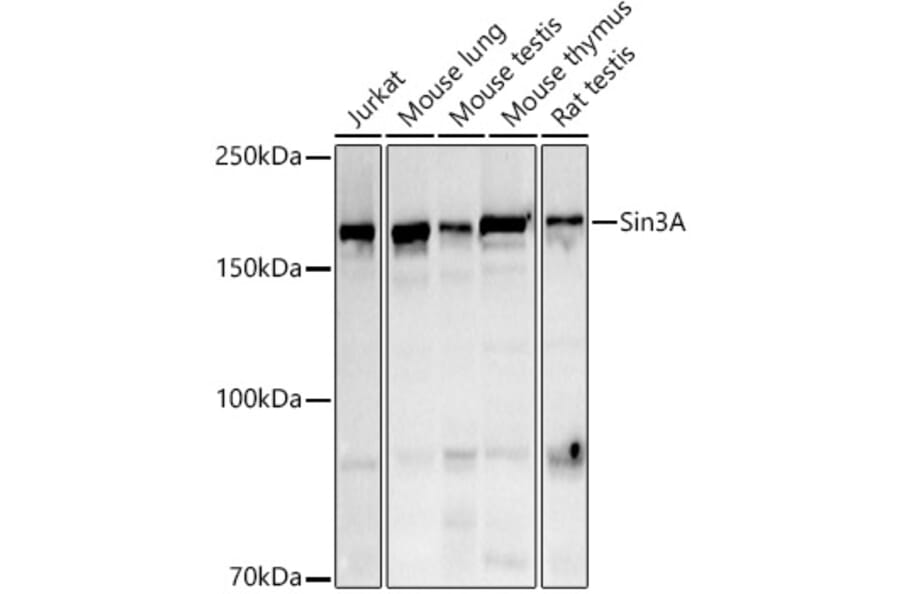 Western Blot - Anti-mSin3A Antibody (A13518) - Antibodies.com