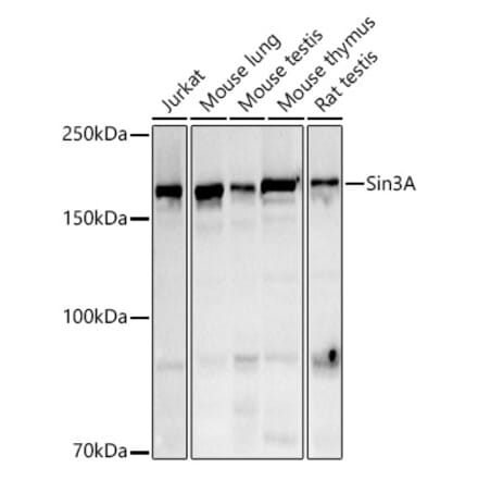 Western Blot - Anti-mSin3A Antibody (A13518) - Antibodies.com