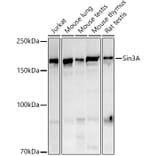 Western Blot - Anti-mSin3A Antibody (A13518) - Antibodies.com