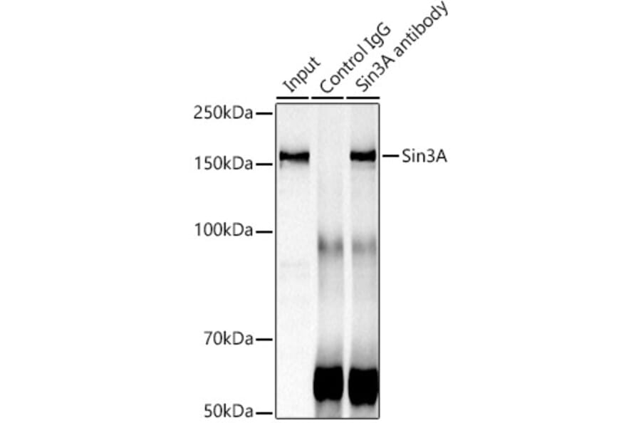 Western Blot - Anti-mSin3A Antibody (A13518) - Antibodies.com