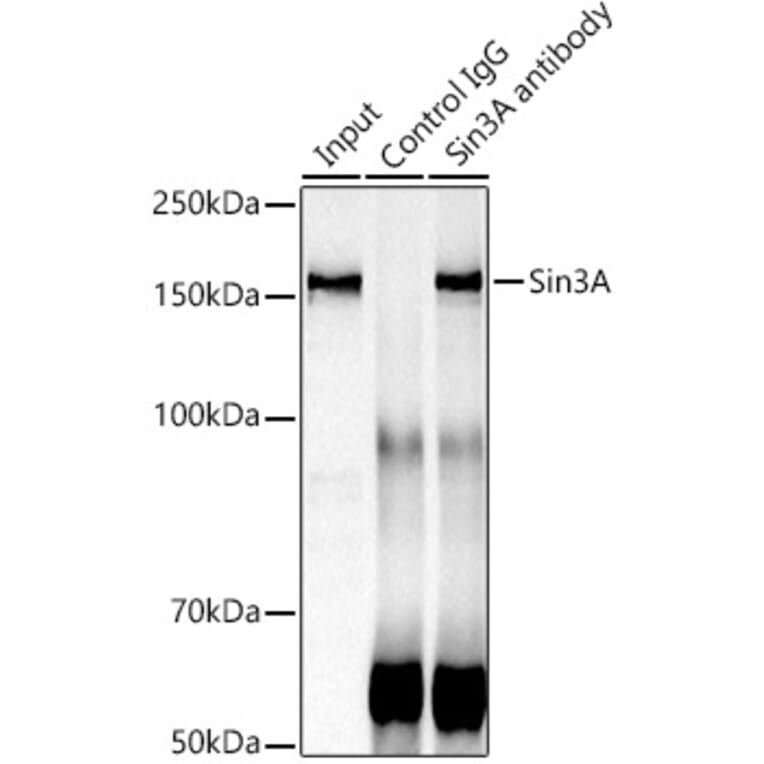 Western Blot - Anti-mSin3A Antibody (A13518) - Antibodies.com
