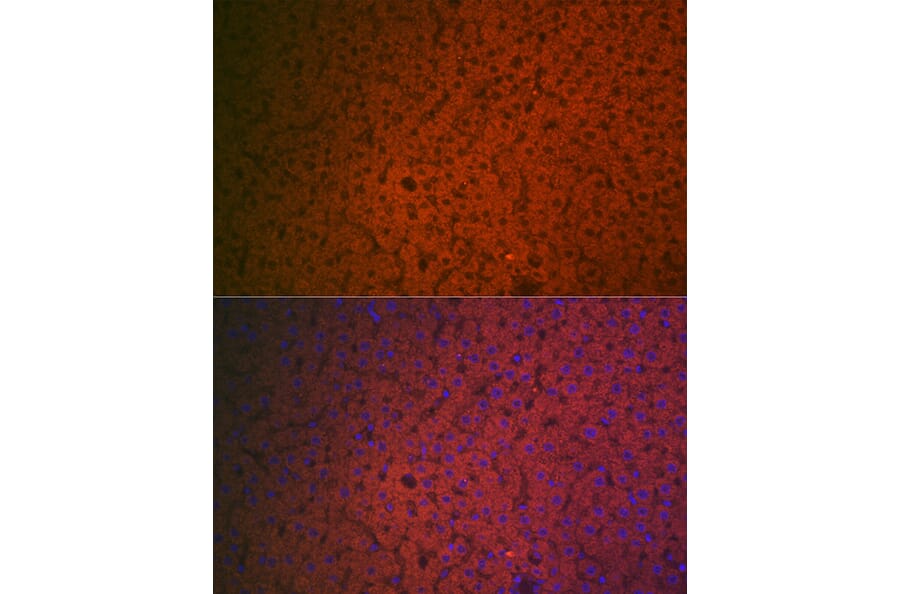 Immunofluorescence - Anti-Factor IX/PTC Antibody (A13519) - Antibodies.com