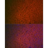 Immunofluorescence - Anti-Factor IX/PTC Antibody (A13519) - Antibodies.com