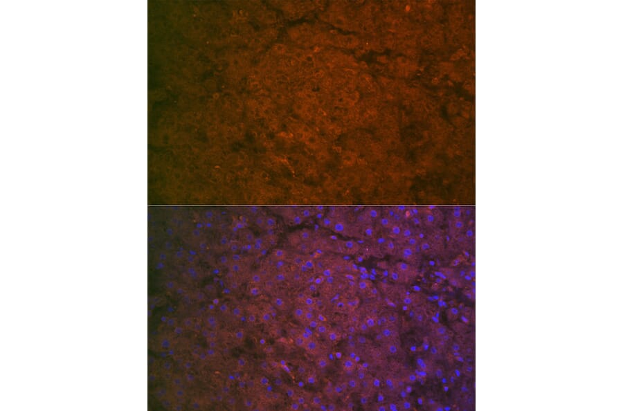Immunofluorescence - Anti-Factor IX/PTC Antibody (A13519) - Antibodies.com