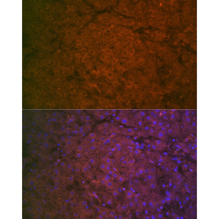 Immunofluorescence - Anti-Factor IX/PTC Antibody (A13519) - Antibodies.com