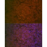 Immunofluorescence - Anti-Factor IX/PTC Antibody (A13519) - Antibodies.com