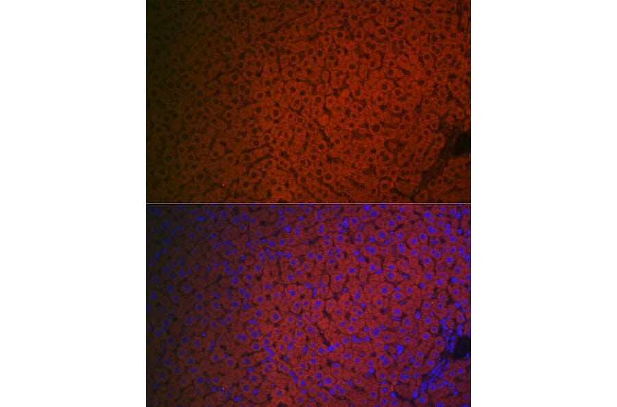 Immunofluorescence - Anti-Factor IX/PTC Antibody (A13519) - Antibodies.com