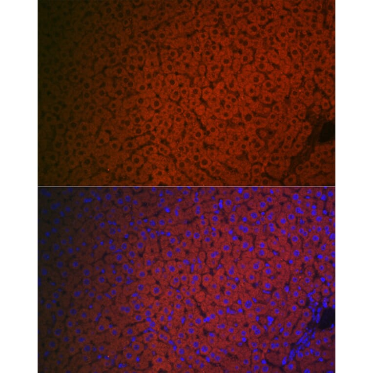 Immunofluorescence - Anti-Factor IX/PTC Antibody (A13519) - Antibodies.com