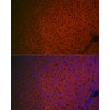 Immunofluorescence - Anti-Factor IX/PTC Antibody (A13519) - Antibodies.com