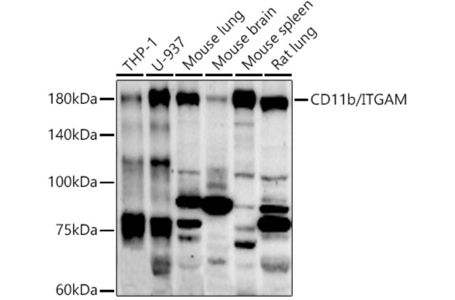 Western Blot - Anti-CD11b Antibody (A13522) - Antibodies.com
