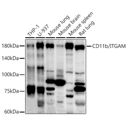 Western Blot - Anti-CD11b Antibody (A13522) - Antibodies.com