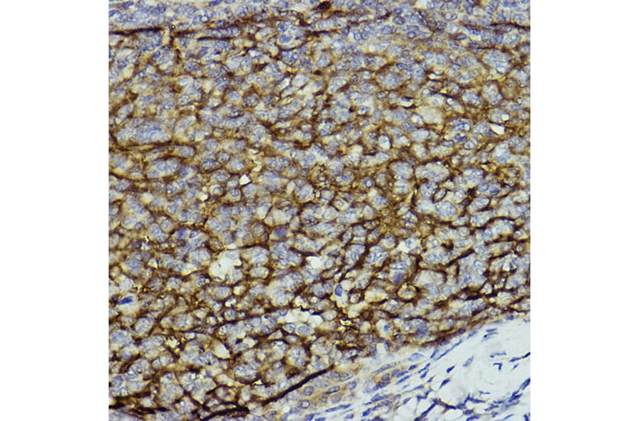 Immunohistochemistry - Anti-CD11b Antibody (A13522) - Antibodies.com