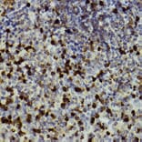 Immunohistochemistry - Anti-CD11b Antibody (A13522) - Antibodies.com