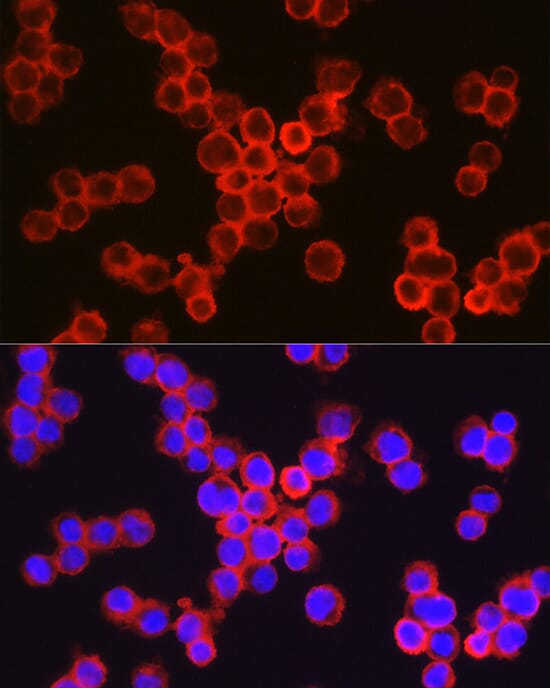 Anti-CD11b Antibody (A13522) | Antibodies.com
