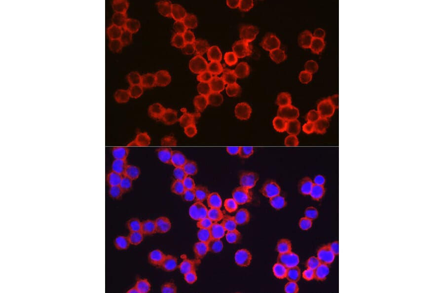 Immunofluorescence - Anti-CD11b Antibody (A13522) - Antibodies.com