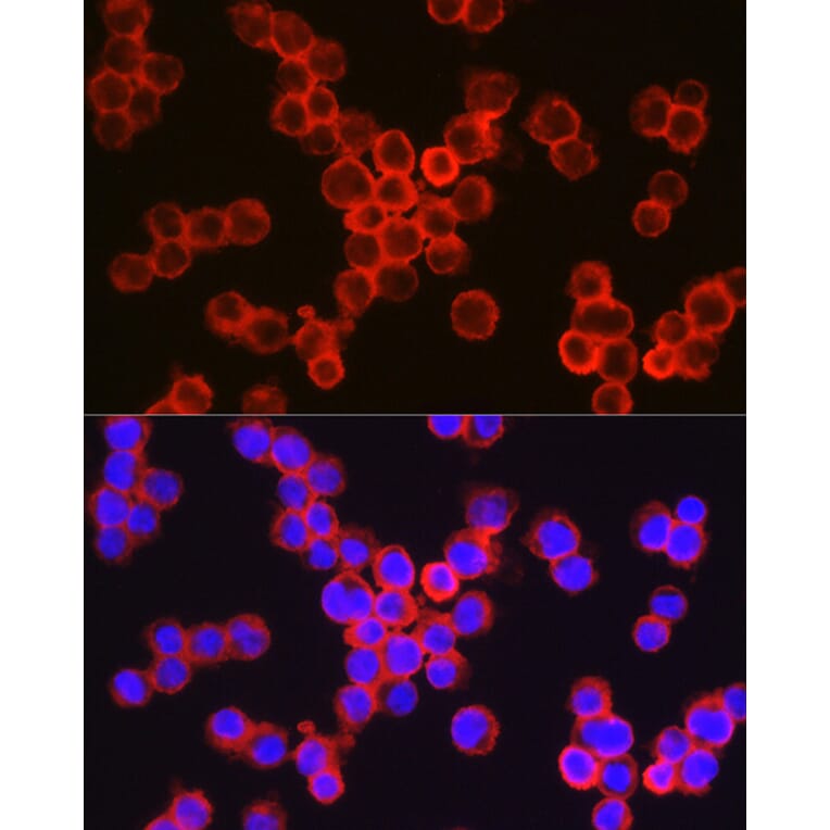 Immunofluorescence - Anti-CD11b Antibody (A13522) - Antibodies.com