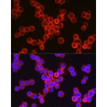 Immunofluorescence - Anti-CD11b Antibody (A13522) - Antibodies.com