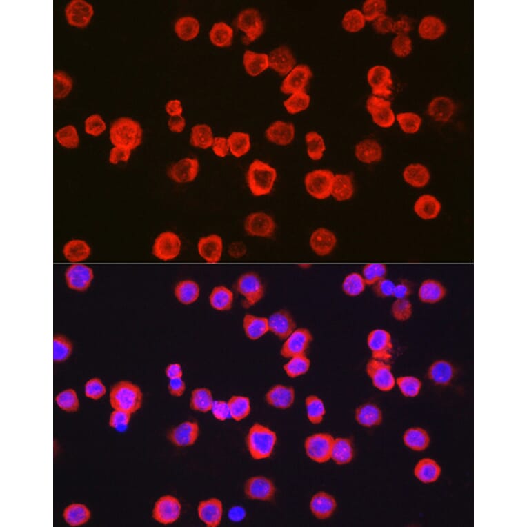 Immunofluorescence - Anti-CD11b Antibody (A13522) - Antibodies.com
