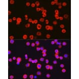 Immunofluorescence - Anti-CD11b Antibody (A13522) - Antibodies.com