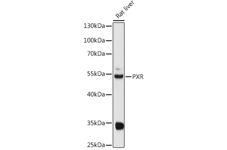Western Blot - Anti-PXR Antibody (A13524) - Antibodies.com